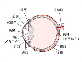 眼球の構造図