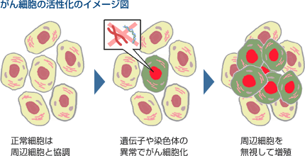 正常の膵臓の細胞が癌になる根本原因の一つを明らかに Research At Kobe