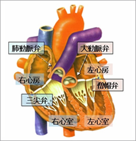 図1●心臓の構造