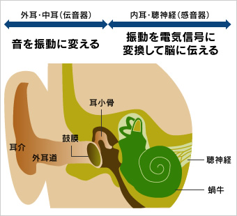 図1●耳の構造