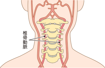 椎骨動脈